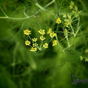 Foeniculum vulgare