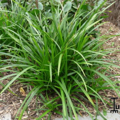 Zegge - Carex foliosissima 'Irish Green'