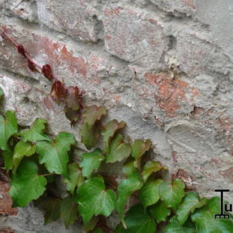 Parthenocissus tricuspidata 'Veitch Boskoop'