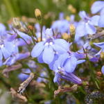 Lobelia richardsonii - Hanglobelia