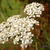 Achillea millefolium 'Alabaster'