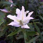 Lilium oriental 'Polar Star' - Lelie