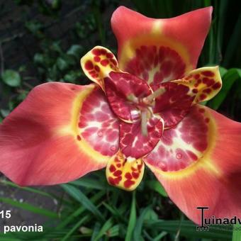 Tigridia pavonia