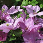 Clematis viticella 'Margaret Hunt'  - Bosrank