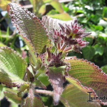 Strobilanthes atropurpureus