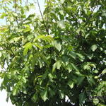 Juglans regia 'Broadview' - Walnoot, okkernoot