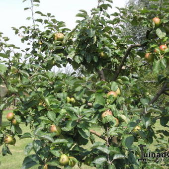 Malus domestica 'Blenheim Orange'