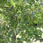 Malus domestica 'Granny Smith' - Appel