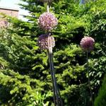 Allium 'Summer Drummer' - Sierui