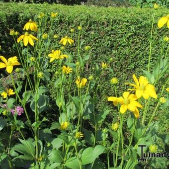 Rudbeckia nitida