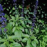 Salvia 'Mystic Spires Blue' - Salie