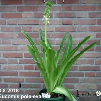 Eucomis pole-evansii