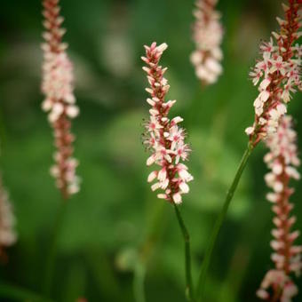 Persicaria amplexicaulis 'Rosea'