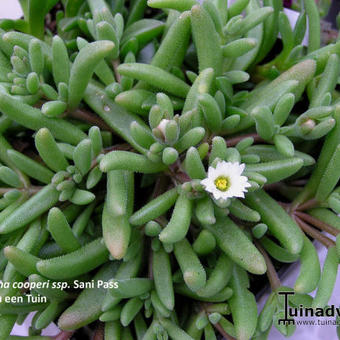 Delosperma from Sani Pass