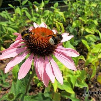 Echinacea purpurea 'Magnus'