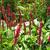 Persicaria amplexicaulis 'Speciosa'