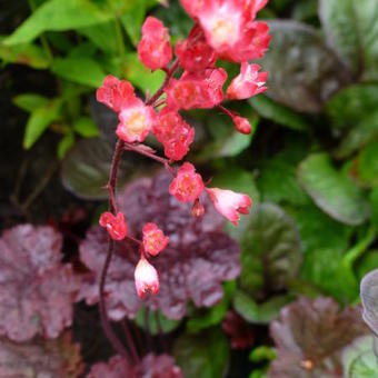 Heuchera 'Bella Notte'