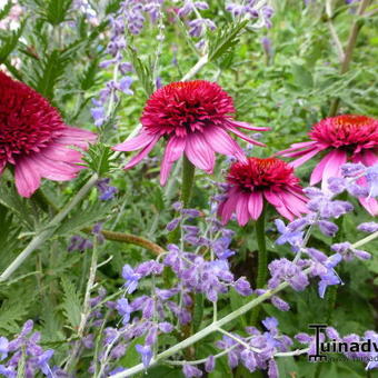 Echinacea purpurea ‘Catharina’