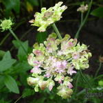 Scabiosa 'Miss Havisham' - Duifkruid