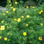 Potentilla fruticosa 'Goldfinger' - Struikganzerik