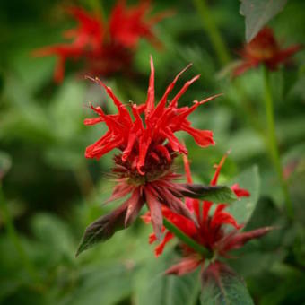 Monarda 'Cambridge Scarlet'