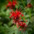 Monarda 'Cambridge Scarlet'