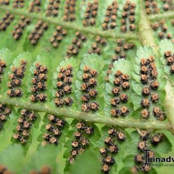 Dryopteris filix-mas