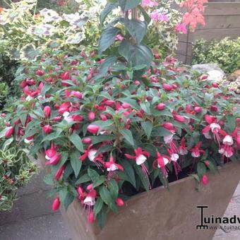 Fuchsia 'Tolling Bell'