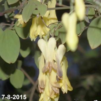 Dicentra macrocapnos