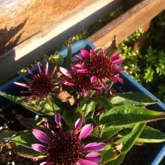 Echinacea '4th of July'