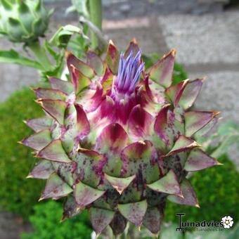 Cynara scolymus 'Cardy'