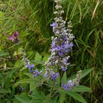 Vitex agnus-castus - Monnikspeper