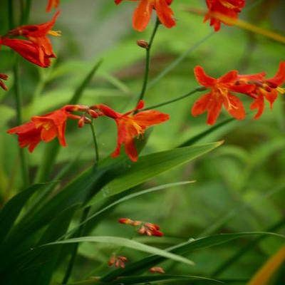 Crocosmia x crocosmiiflora 'Carmin Brillant' - Montbretia