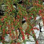 Cotoneaster procumbens 'Queen of Carpets' - Dwergmispel