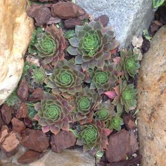 Sempervivum 'Othello'