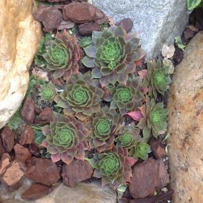 Huislook - Sempervivum 'Othello'