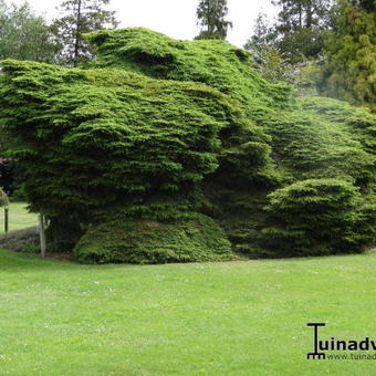 Picea abies 'Nidiformis'