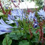 Agapanthus (Funnel group) - Afrikaanse lelie