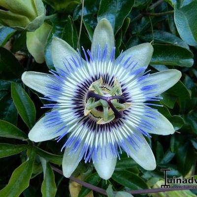 Passiflora caerulea - Passiebloem