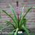 Eucomis comosa 'Sparkling Burgundy'