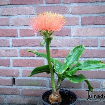 Scadoxus multiflorus subsp. katharinae