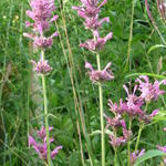 Agastache mexicana 'Sangria' - Anijsplant/Dropplant