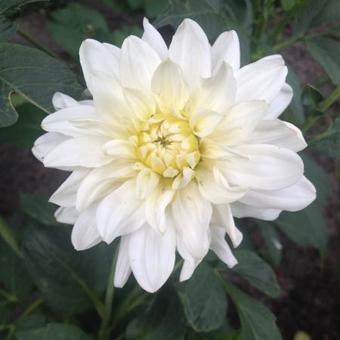 Dahlia 'Snowstorm'