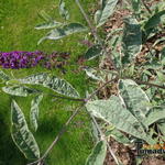 Buddleja davidii 'Harlequin' - Vlinderstruik