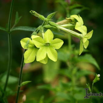 Nicotiana alata 'Lime Green'