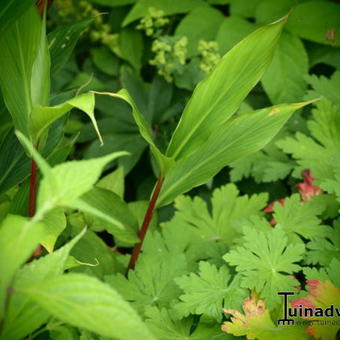 Cautleya spicata