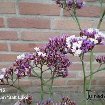 Limonium 'Salt Lake'