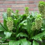 Eucomis bicolor - Kuiflelie