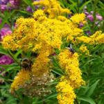 Solidago - Guldenroede