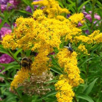 Solidago